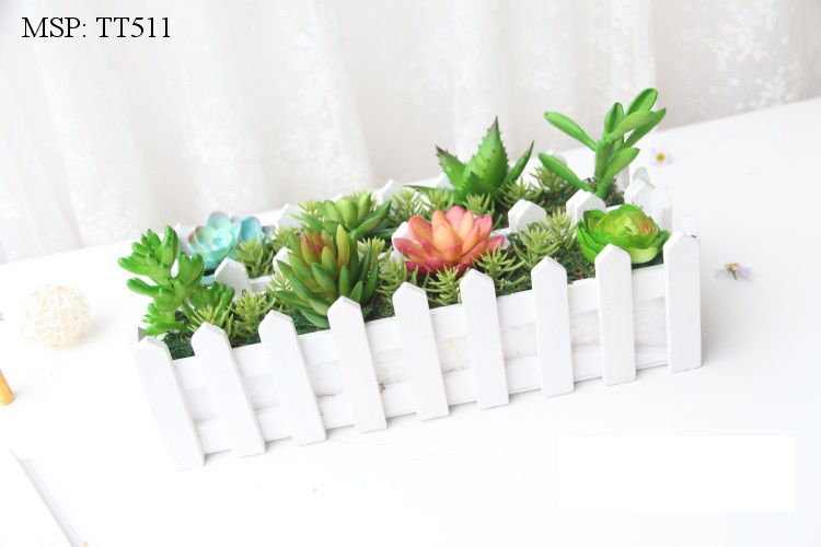 Hàng Rào Hoa Xương Rồng