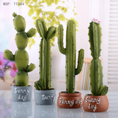 Chậu cây Xương rồng Sunny Day