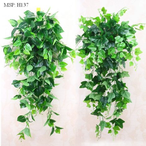 Cụm Lá Rủ