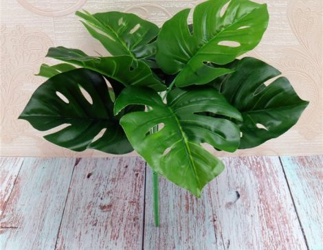 Cây lá rùa (ko gồm chậu, size nhỏ)