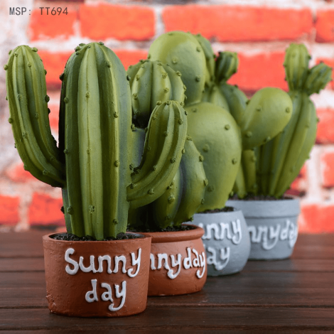 Chậu cây Xương rồng Sunny Day số 1