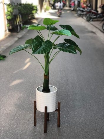 Cây vạn niên thanh bonsai