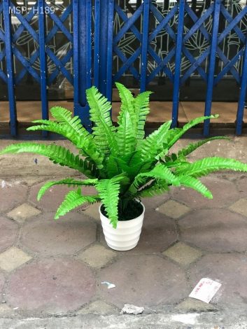 Cây dương xỉ