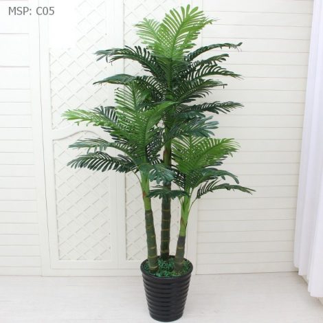 Cây Dừa cảnh
