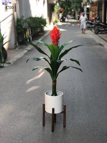 Cây hoa lan đuốc đỏ bonsai