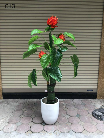 Cây Hoa đuốc đỏ 3 nhánh