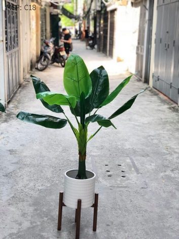 Cây chuối cảnh