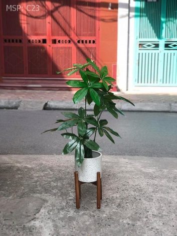 Cây kim ngân bonsai